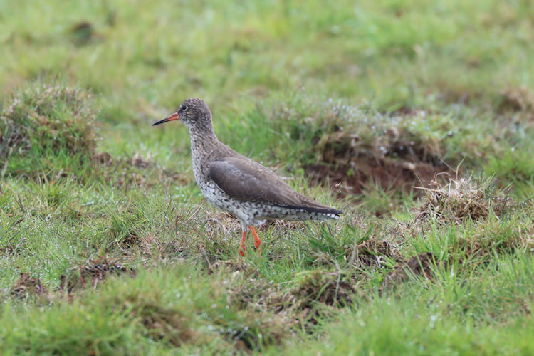 Tringa totanus: Bild 9