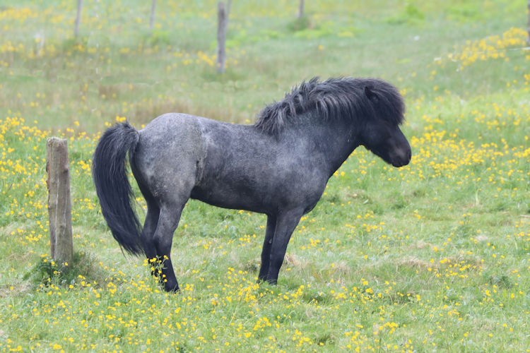 Equus caballus: Bild 11