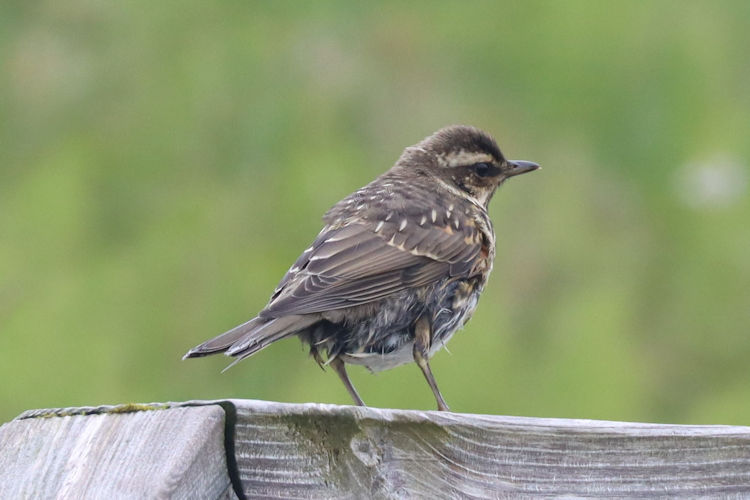 Turdus iliacus: Bild 4