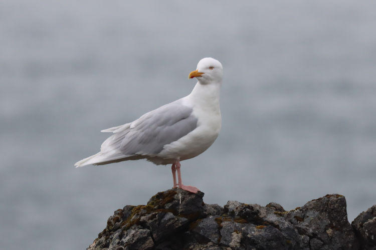 Larus hyperboreus: Bild 1