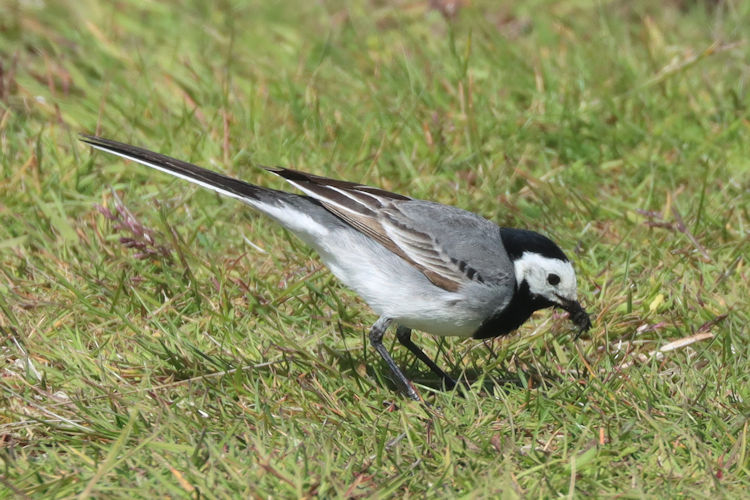 Motacilla alba: Bild 1