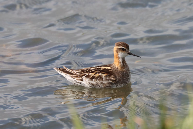 Phalaropus lobatus: Bild 2