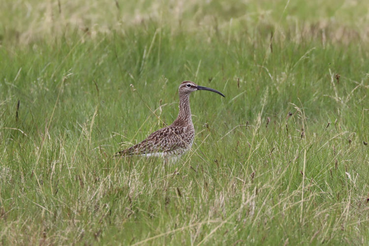 Numenius phaeopus: Bild 2