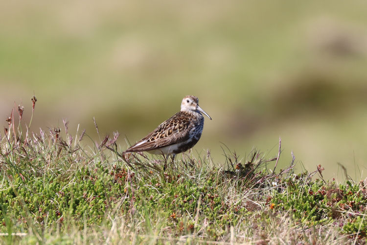 Calidris alpina: Bild 2