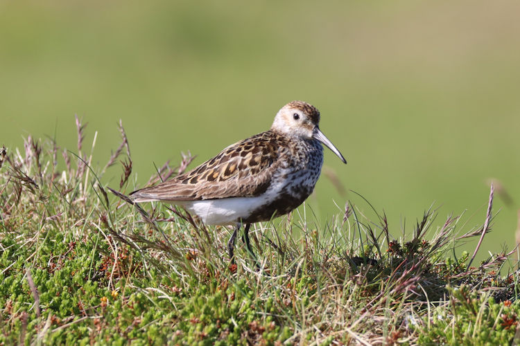 Calidris alpina: Bild 3