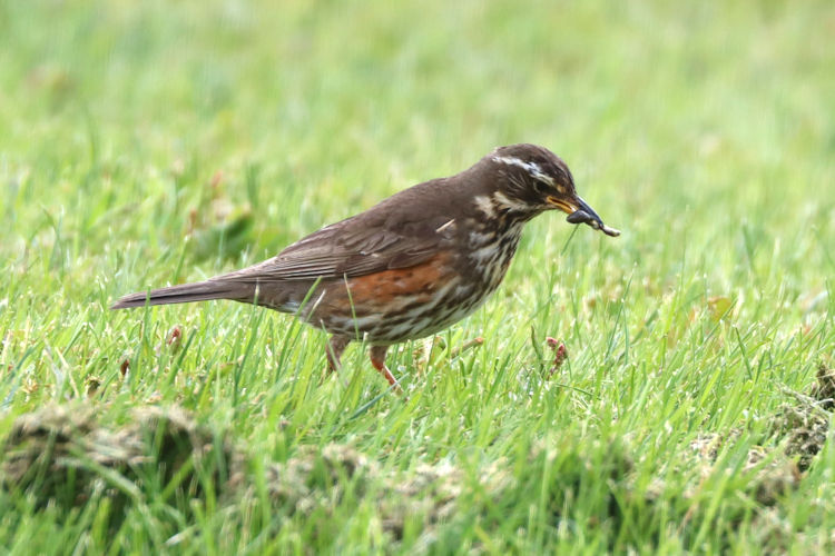 Turdus iliacus: Bild 5