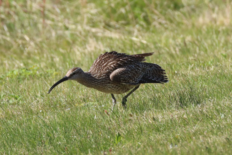 Numenius phaeopus: Bild 5