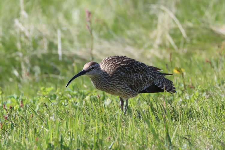 Numenius phaeopus: Bild 7