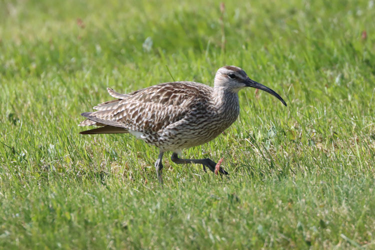 Numenius phaeopus: Bild 8