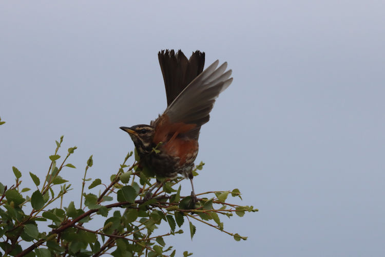 Turdus iliacus: Bild 6