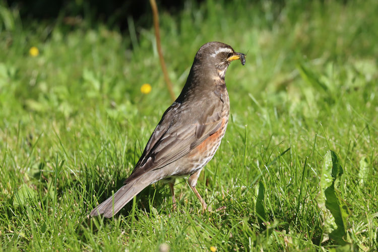 Turdus iliacus: Bild 7