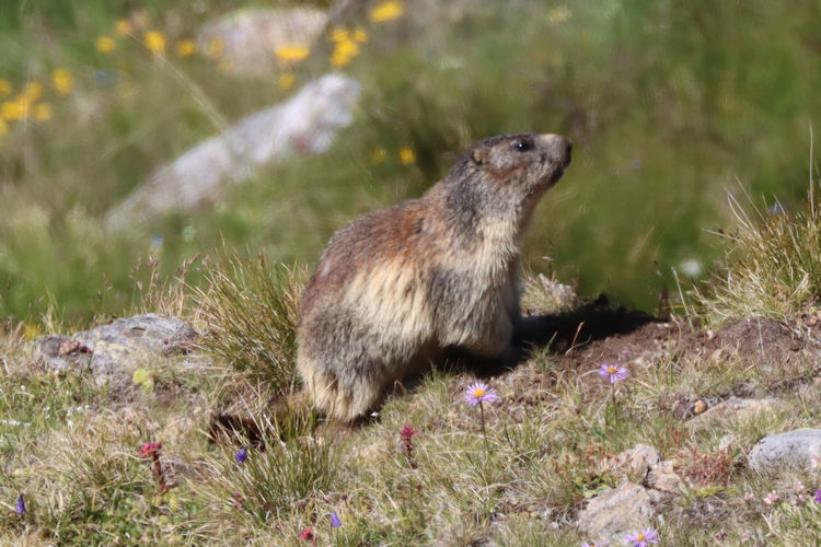 Marmota marmota: Bild 2