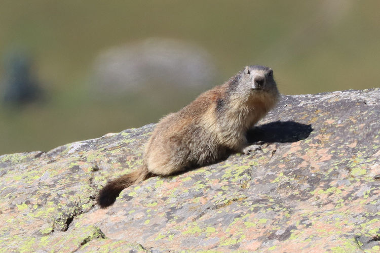 Marmota marmota: Bild 3