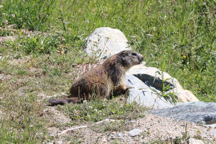 Marmota marmota: Bild 5