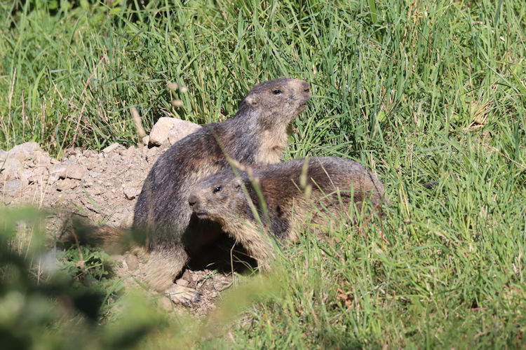Marmota marmota: Bild 7