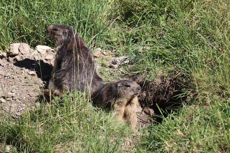 Marmota marmota: Bild 8