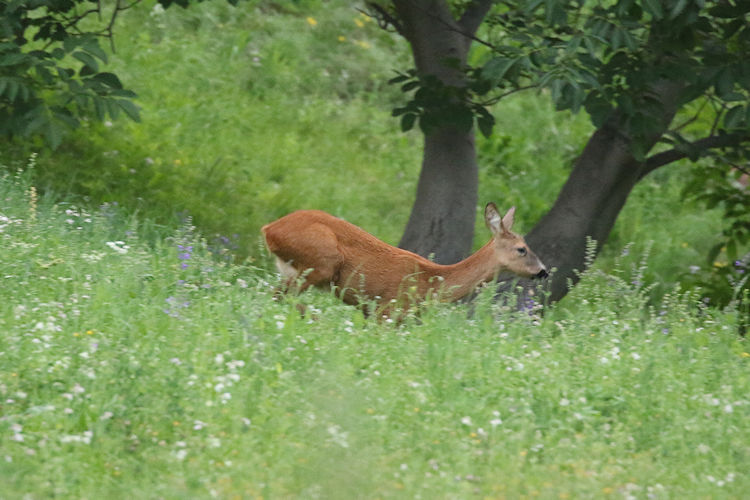 Capreolus capreolus: Bild 3