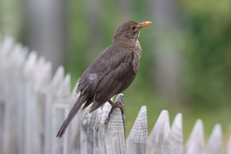 Turdus merula: Bild 1