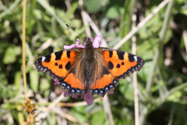 Aglais urticae: Bild 15