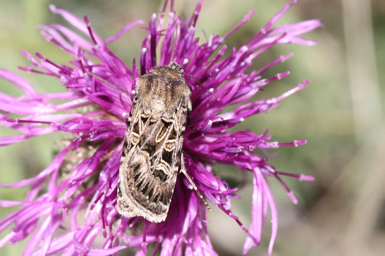 Chersotis alpestris: Bild 4