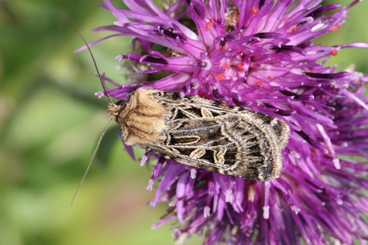 Chersotis alpestris: Bild 6