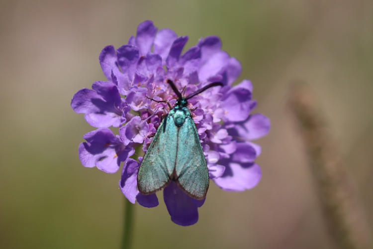 Adscita geryon chrysocephala: Bild 5