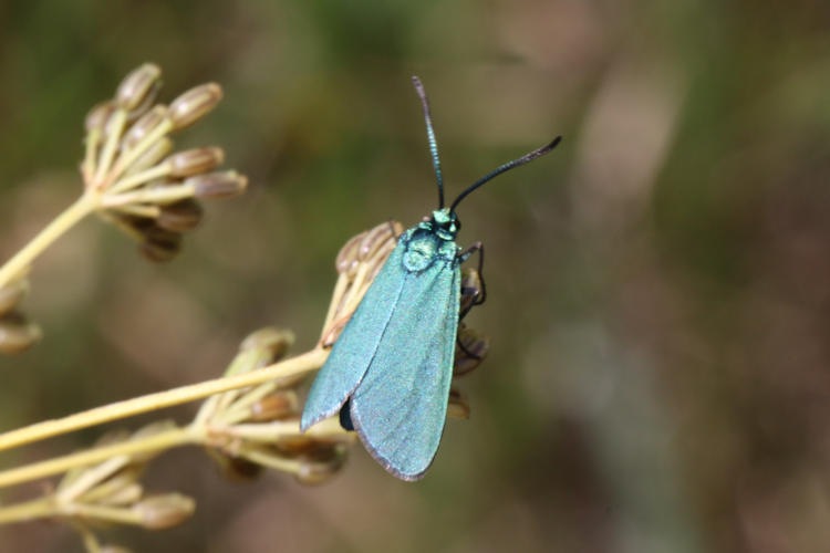 Adscita geryon chrysocephala: Bild 6