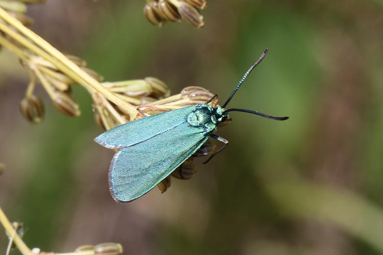 Adscita geryon chrysocephala: Bild 7