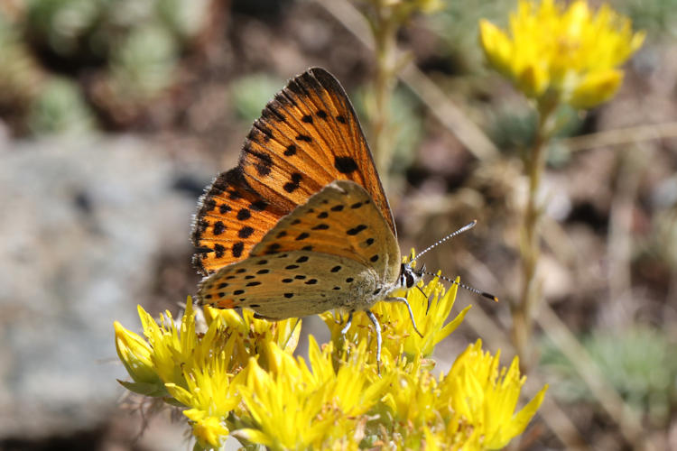 Lycaena alciphron gordius: Bild 24