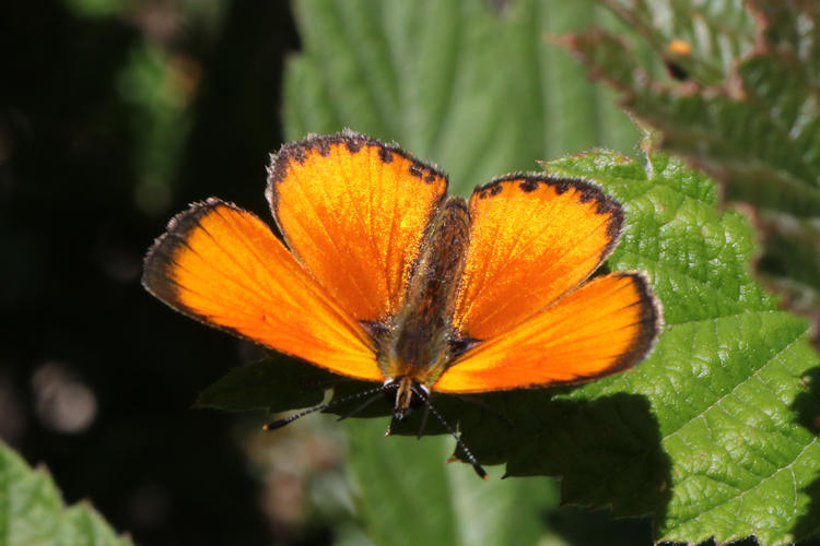 Lycaena virgaureae: Bild 11