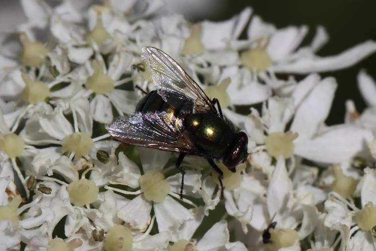 Neomyia cornicina: Bild 2