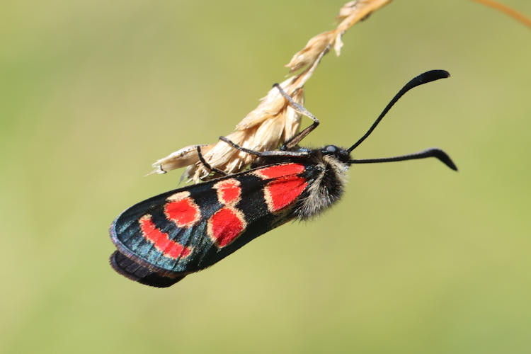 Zygaena carniolica: Bild 8