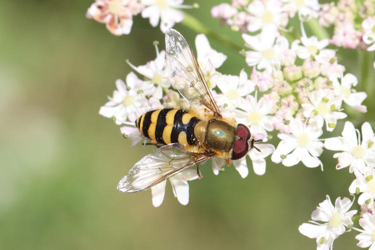 Syrphus ribesii: Bild 1