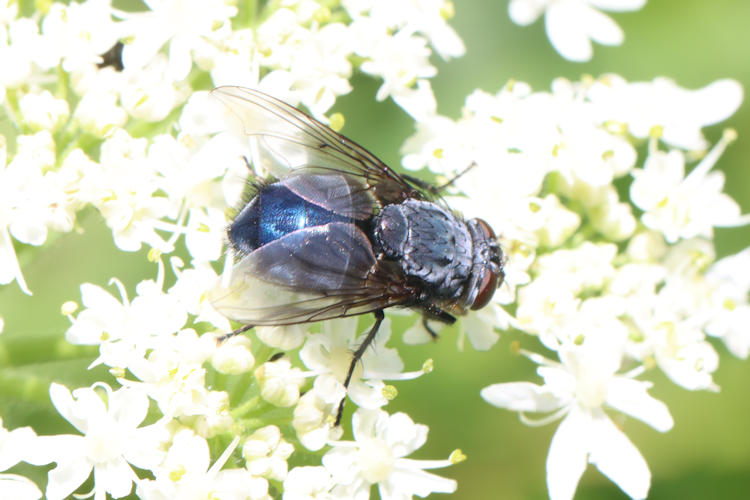 Neomyia cornicina: Bild 3