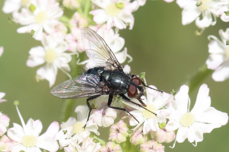 Neomyia cornicina: Bild 4