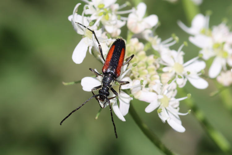 Stenurella melanura: Bild 1