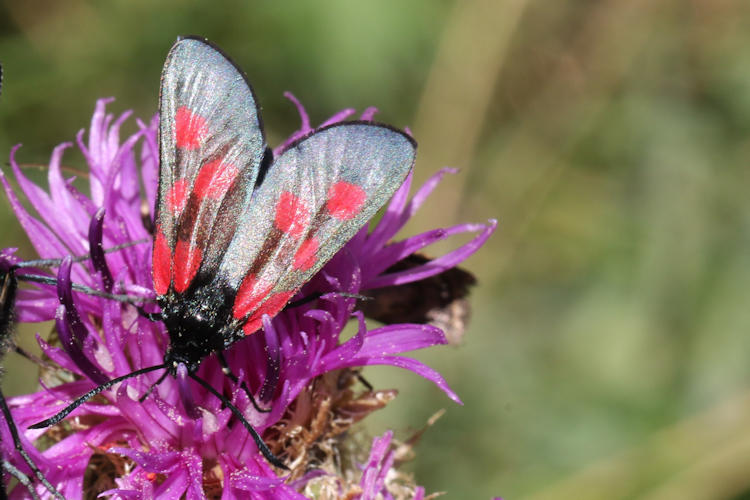 Zygaena viciae: Bild 9