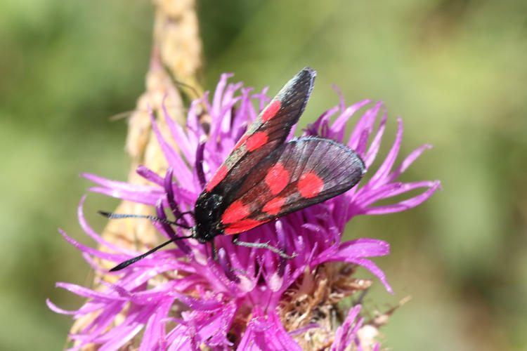 Zygaena viciae: Bild 10