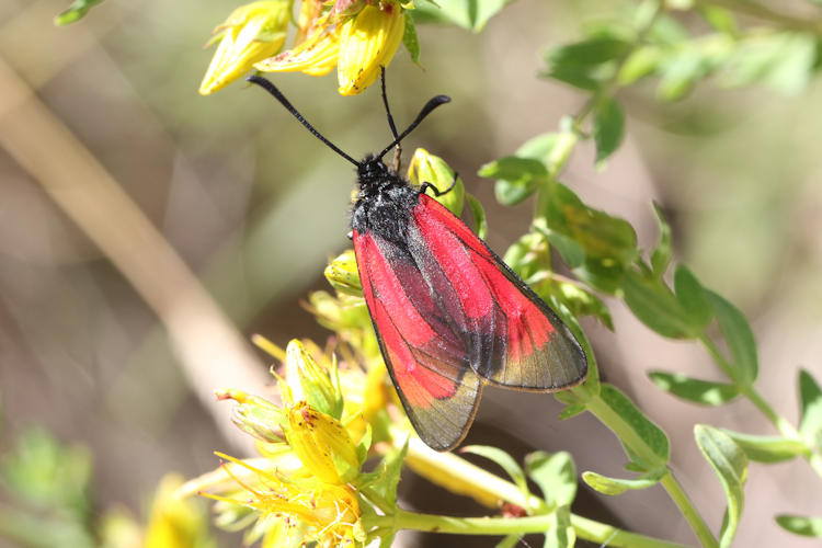 Zygaena purpuralis: Bild 16