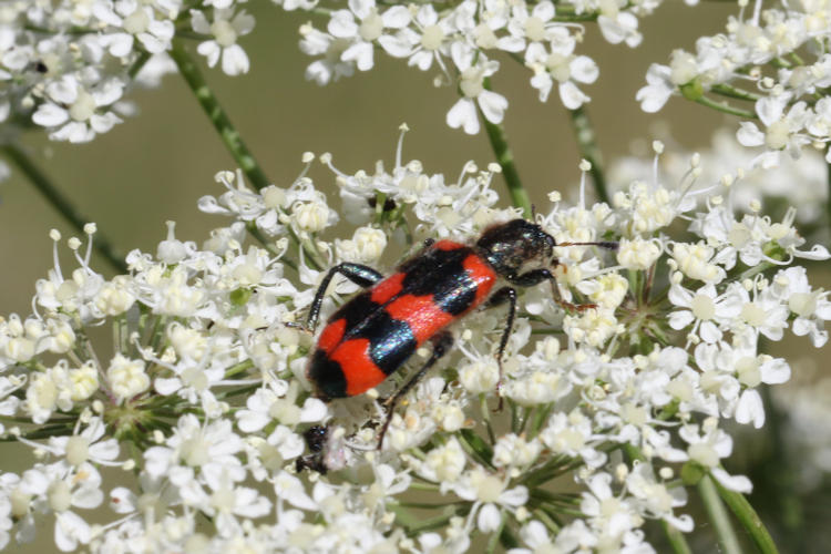 Trichodes apiarius: Bild 2