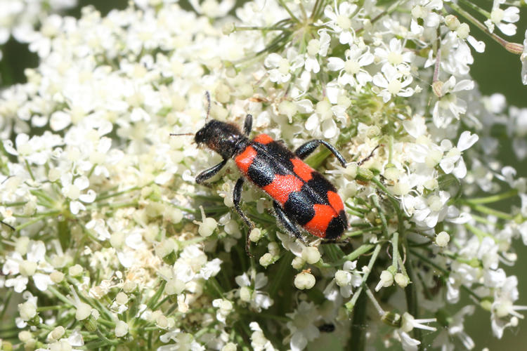 Trichodes apiarius: Bild 3