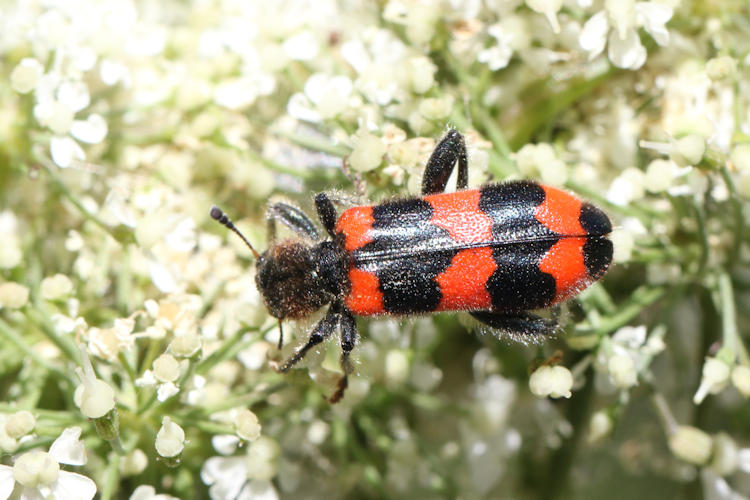 Trichodes apiarius: Bild 5