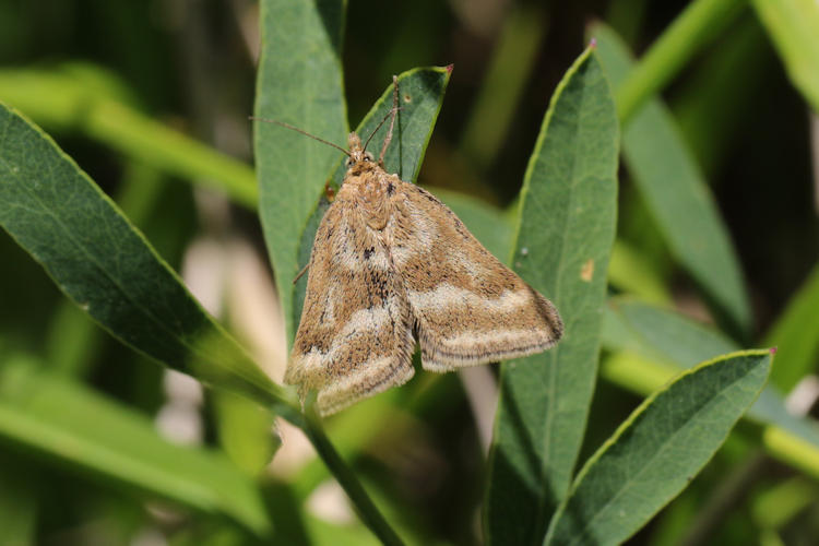 Pyrausta aerealis: Bild 4