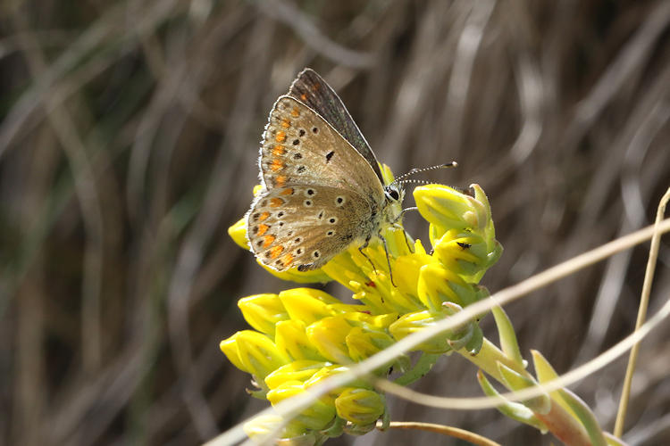 Plebejus idas: Bild 24