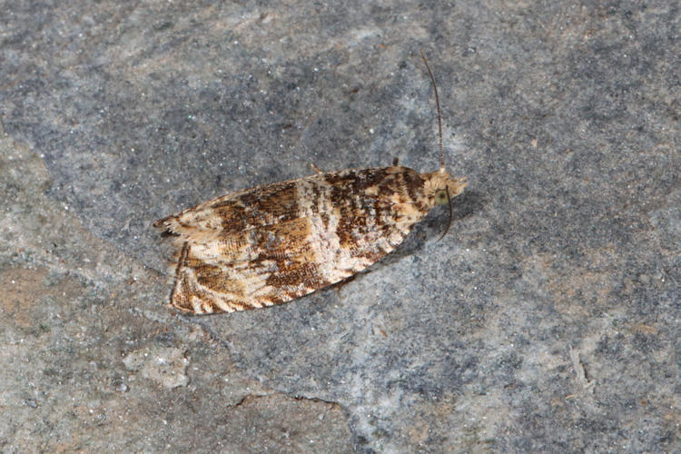 Celypha cespitana: Bild 4