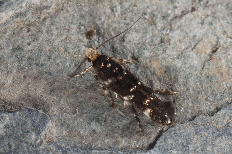 Eteobalea intermediella: Bild 1