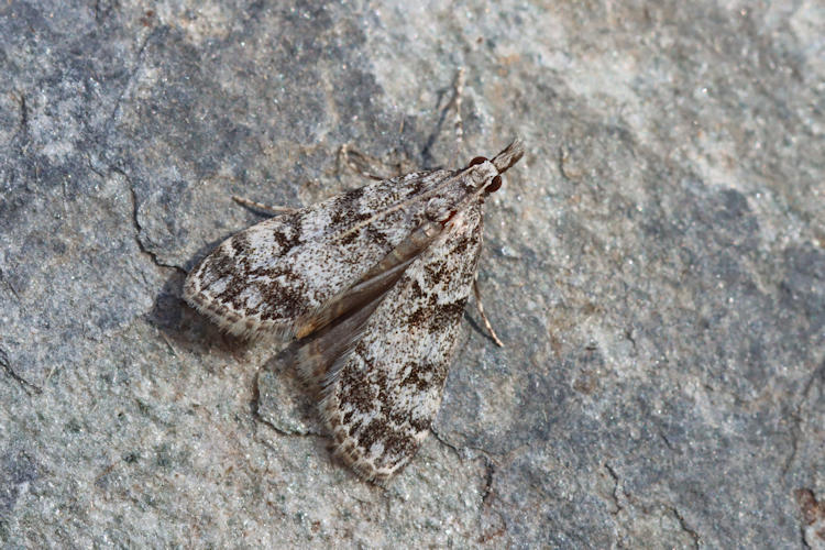 Eudonia lacustrata: Bild 4