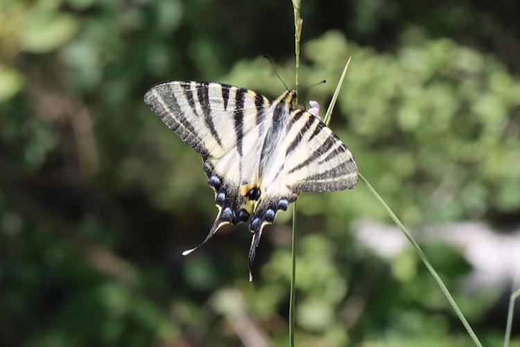 Iphiclides podalirius: Bild 39