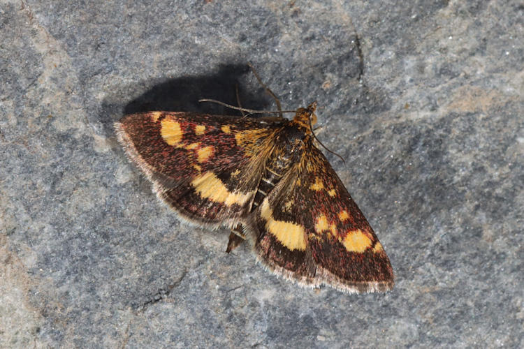 Pyrausta aurata: Bild 3