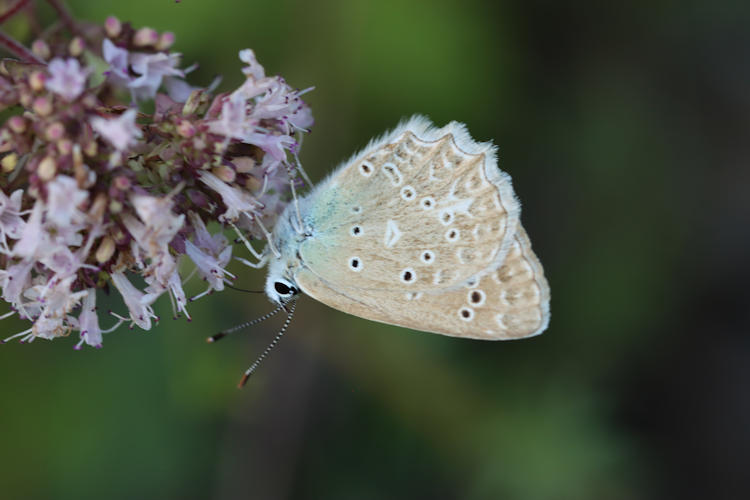 Polyommatus daphnis: Bild 10